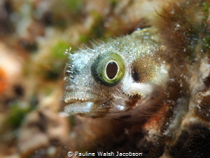 Spinyhead Blenny, Acanthemblemaria spinosa, Mingo Cay, U.... by Pauline Walsh Jacobson 